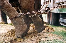 Elephant in chains 